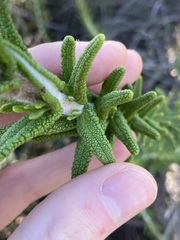 Hemiphora bartlingii