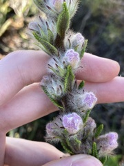 Hemiphora bartlingii