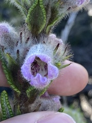 Hemiphora bartlingii