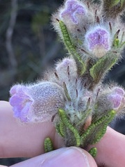Hemiphora bartlingii