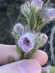 Hemiphora bartlingii