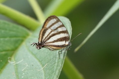 Arawacus separata