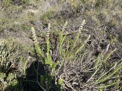 Hemiphora bartlingii