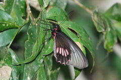 Parides neophilus