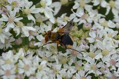 Ectophasia leucoptera