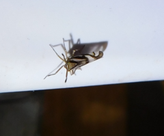 Delphax crassicornis