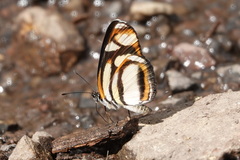 Eresia