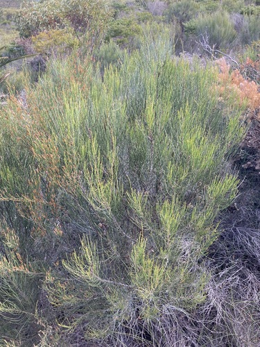 Slender Sheoak (Allocasuarina lehmanniana)