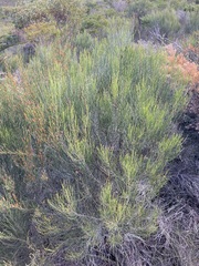 Slender Sheoak (Allocasuarina lehmanniana)