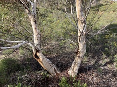 Eucalyptus accedens