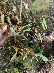 Eucalyptus accedens