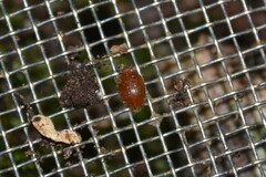 Barypeithes pellucidus