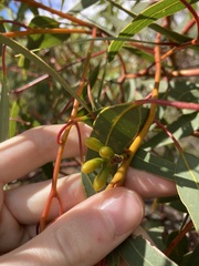 Eucalyptus accedens