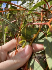 Eucalyptus accedens