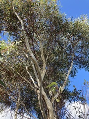 Eucalyptus accedens