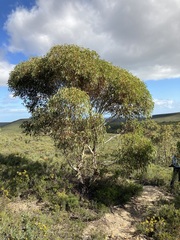 Eucalyptus accedens