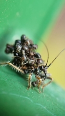 Inara flavopicta