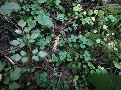 Chrysosplenium glechomifolium