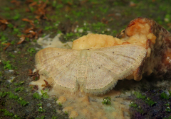 Scopula parodites