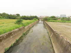 Potamogeton wrightii