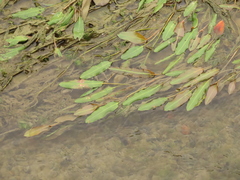 Potamogeton wrightii