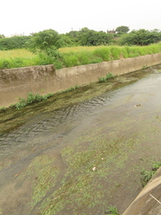 Potamogeton wrightii