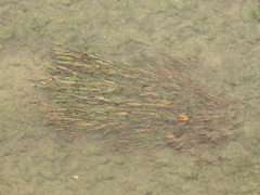 Potamogeton wrightii