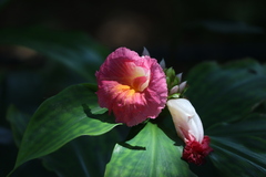 Costus phyllocephalus