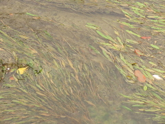 Potamogeton wrightii