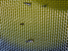 Delphax crassicornis