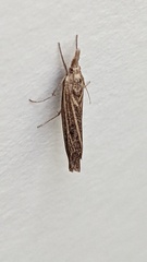Agriphila inquinatella