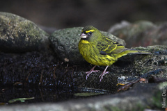 Crithagra scotops scotops