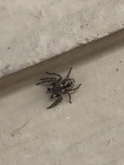Mexigonus morosus