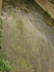 Potamogeton wrightii