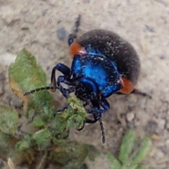 Chrysolina