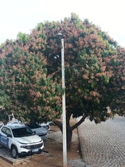 Mangifera indica