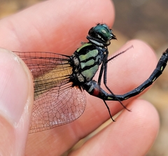 Odonata