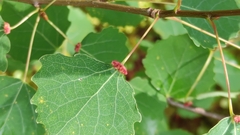Eriophyes diversipunctatus