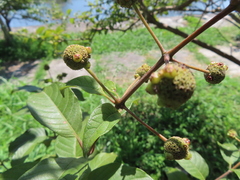 Cephalanthus tetrandra