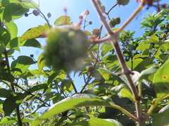 Cephalanthus tetrandra