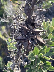 Hakea ruscifolia