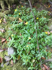 Erythranthe dentata