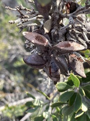 Hakea ruscifolia