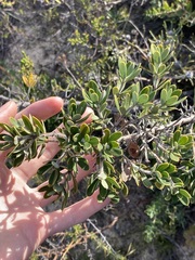 Hakea ruscifolia