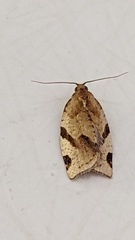 Paramesia gnomana