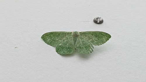 Large Emerald, Schiermonnikoog, Friesland, Netherlands, photo 8 of 10