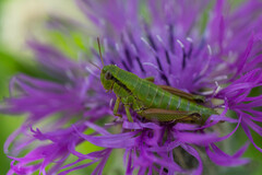 Chortopodisma cobellii