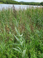 Phragmites australis