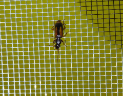 Polistichus connexus