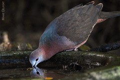 Lemon Dove photo 3